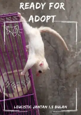 Sugar glider leucistic