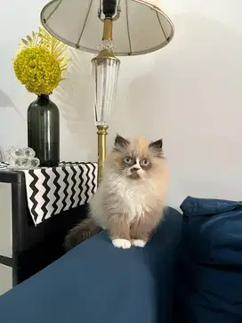 Ragdoll betina 3bulan