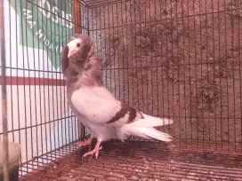 Merpati Hias Capucin Remaja