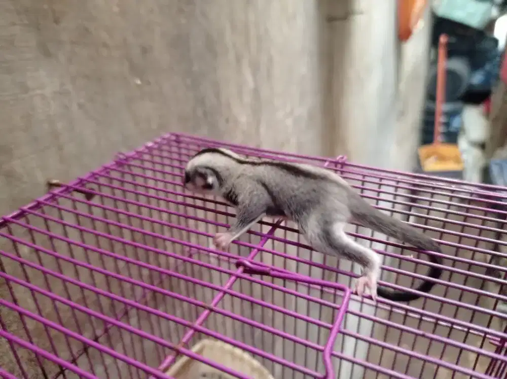 Sugar glider Classic Grey