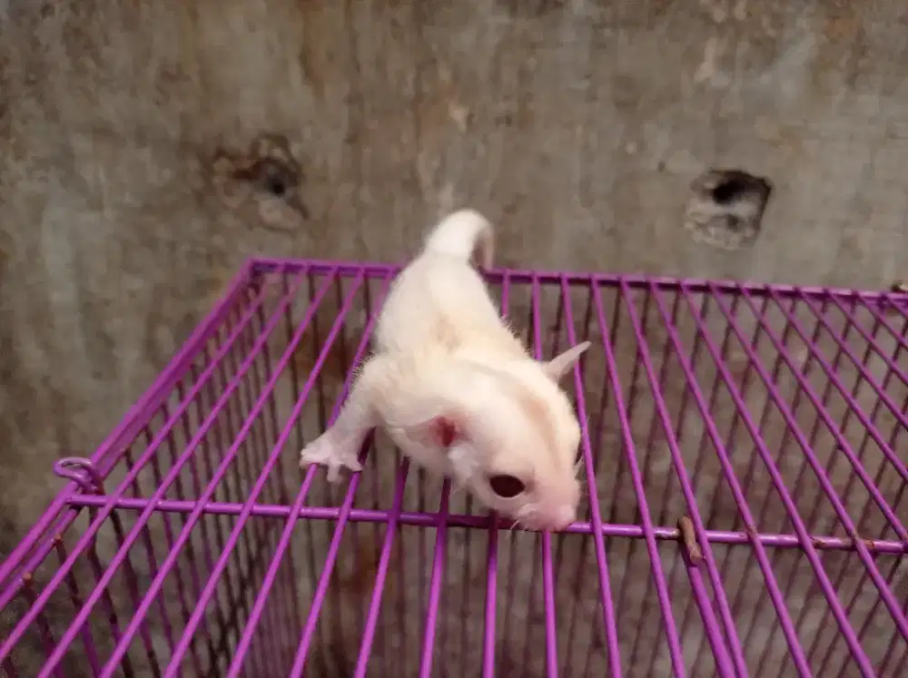 Sugar glider creamino