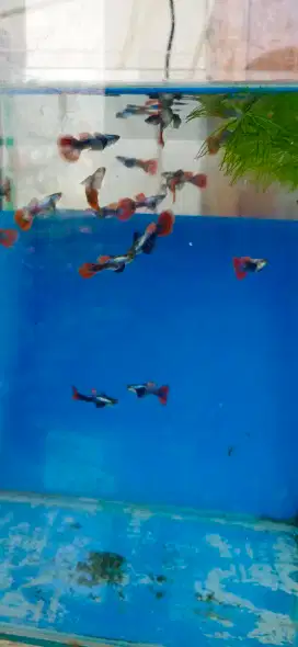 ikan guppy murmer