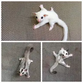 Penitipan sugar glider ( murce)
