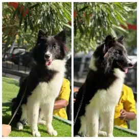 Border Collie female