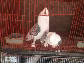 Merpati Hias SANTINET