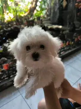 Bichon frise puppy
