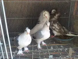 Merpati Hias SANTINET, CAPUCIN