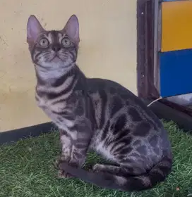 Kucing ras mantap tp bukan persia