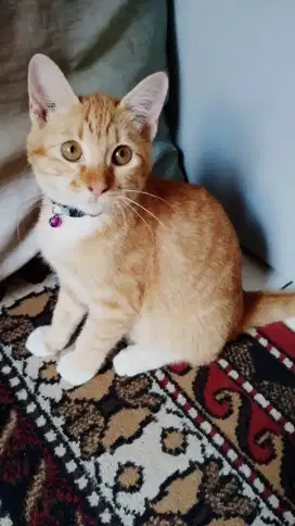 Open adopsi kucing betina