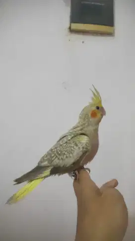 Burung parkit Australia/falk/cockatiel jinak bandung