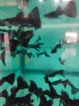 Bella Bian Aquarium