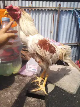 Ayam Bangkok plucker phakoy