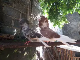 Merpati Hias CAPUCIN