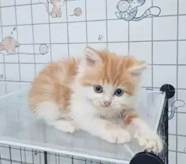 Scottis straigh kitten