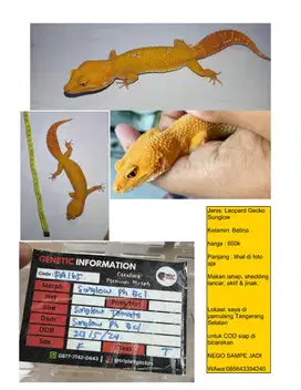 Gecko kuning orange Betina Sun Glow