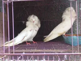 Merpati Hias CAPUCIN Betina