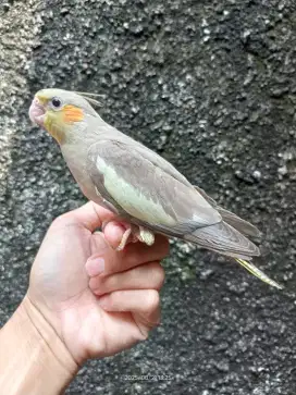 Baby lolohan burung jinak Falk Cockatiel Parkit Australia