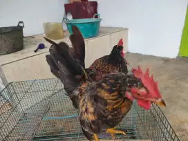 jual ayam kate dewasa