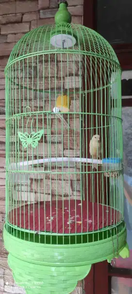 sangkar besi kenari