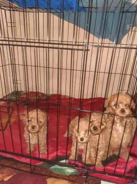 Jual poodle murah meriah