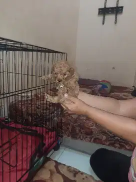 Poodle murah meriah yuuk