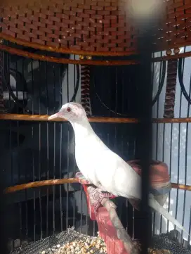 Perkutut putih kapas bukan lurik Alnino Betina jual  murah