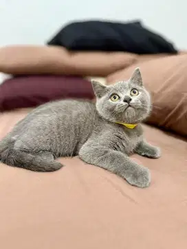 kitten bsh british short hair dob 9 juni 2025