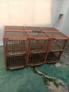 Jual dongdang Merpati