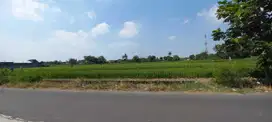 Tanah sawah murah di Sidomoyo Godean