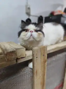 Kucing persian picnose