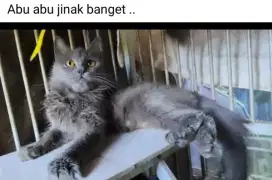 Kucing abu mix maencoon