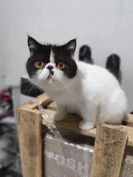 Kucing persian exotic