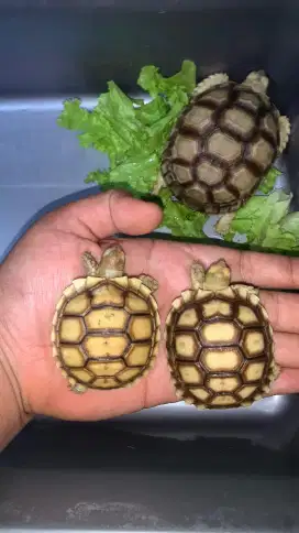 Sulcata Tortoise