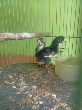 Ayam bangkok 2 ekor