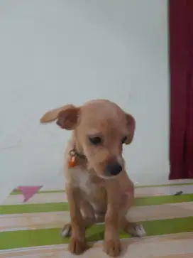 Jual anjing jantan anakan 2 ekor chihuahua