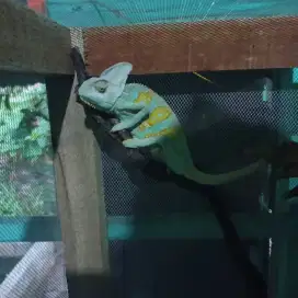 Veild Chameleon