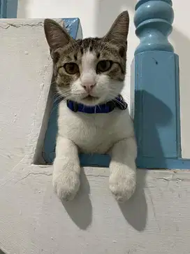 Kucing jantan 7 bulan sudah di vaksinasi