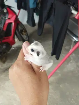 Sugar glider Mozaik Jantan