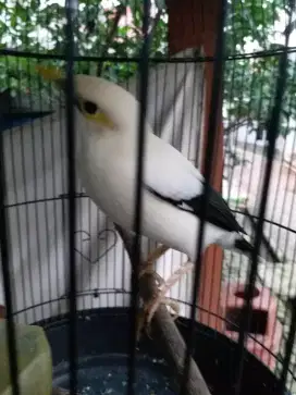 Jalak gacor dker mapan video wa
