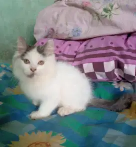 Kucing persia/Jantan/2,5 bulan