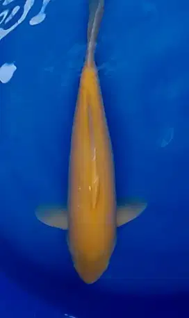 Karasi Lemon 45cm