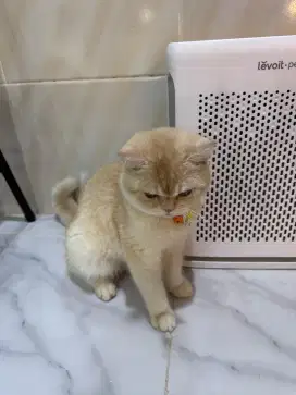 British Short Hair GOLDEN