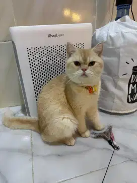 British Short Hair GOLDEN