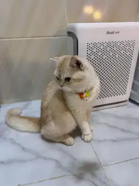 British Short Hair GOLDEN
