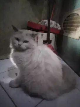 Kucing persia medium
