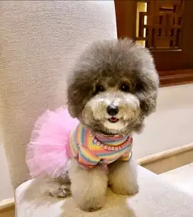 Anjing poodle silver ( Hamil )