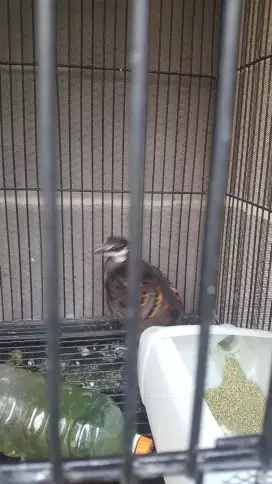 Burung puyuh gonggong