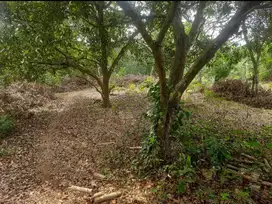 Kebun Rambutan Murah Luas 1340 m²