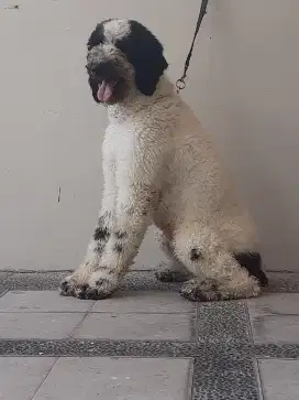 Anjing Giant Poodle Hamil