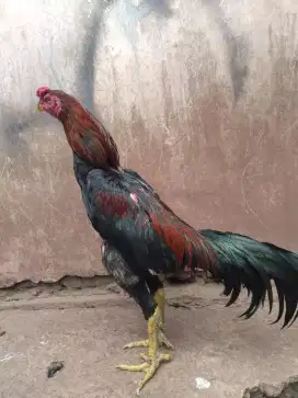 AYAM JENIS BANGKOK